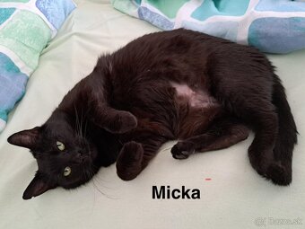 Micka hľadá domov - 4