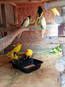 Kakariky červenočelė - 4