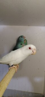 FORPUS - Papagaj sedokridly - 4