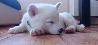šteniatka Sibírsky Husky - 4