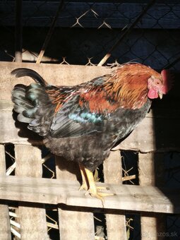 Predám mladé kohúty - SÚRNE - 4