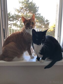 Hľadáme nový domov - 4