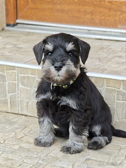 Bradáč malý čiernostrieborný - 4