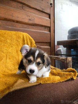 Welsh corgi pembroke s PP - 4