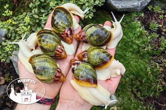 Africké slimáky Archachatina rhodostome / Achatina Snails - 4