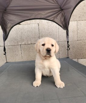 Labrador retriever - šteniatka s PP - 4