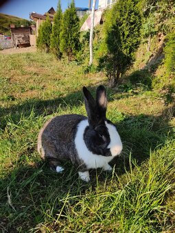 Ponúkam na predaj samca Šarišský obrovitý - 4