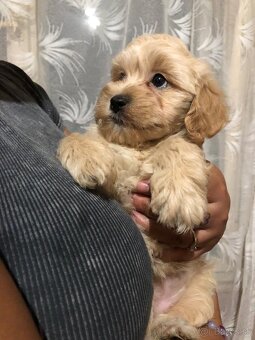 Mini maltipoo - 4