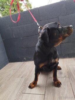 Rotvajler predám - 4