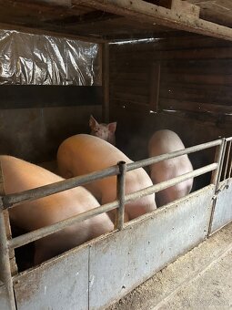 Predám jatočné ošípané - 4