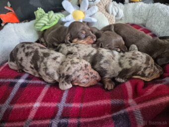 Jazvečik trpasliči - 4