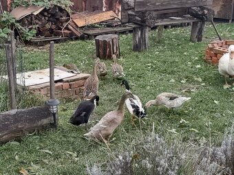 Indicke bezce na predaj - 4