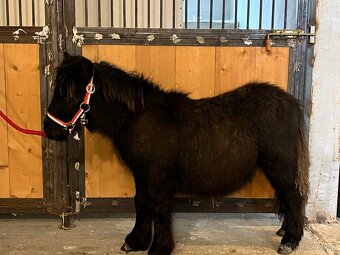 Mini shetland pony - URIANT - 4