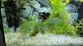 Akvárium Juwel Rio 125l - 4