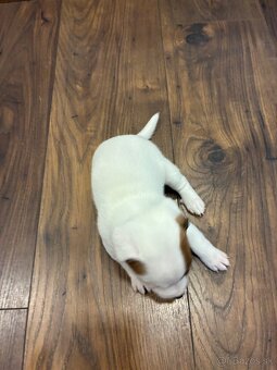 Jack Russel Terrier - JRT - 4