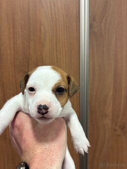 Jack Russel Terrier - JRT - 4