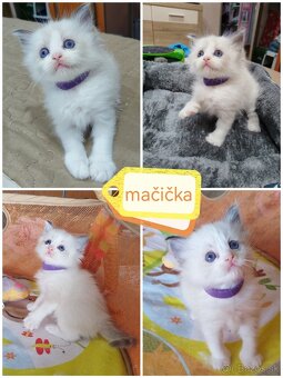 Ragdoll mačiatká - 4