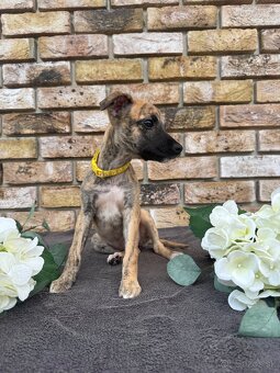 Whippet, Vipet s PP - 4