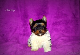 Biewer-yorkshirsky teriér s pp - 4