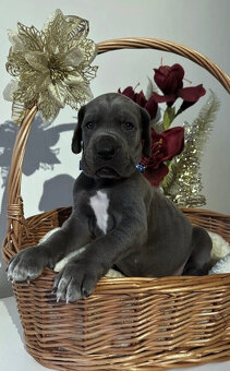 Německá doga modrá s PP - 1 měsíc - 4