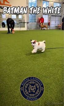 ÚŽASNÉ šteniatka - Čínsky chocholatý pes - labutienky - 4