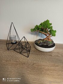Stabilizovaný bonsai - 4