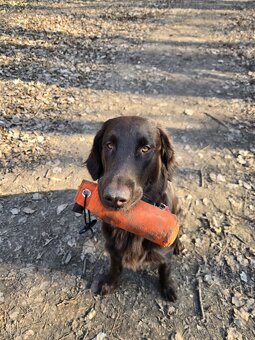 Flat coated retriever Vrh "A" - 4