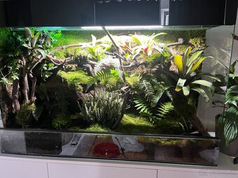 Terarium - 4