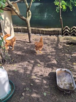Kohút leghorn hempsir - 4
