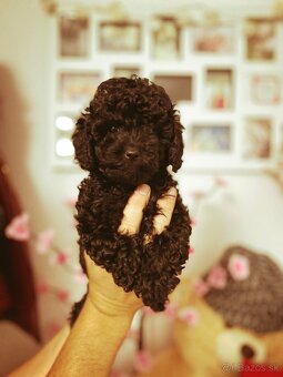 Pudel toy - 4