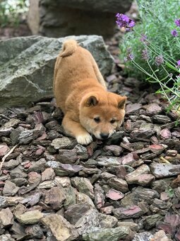 Shiba inu - 4