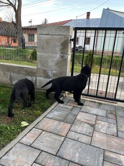 Nemecký ovčiak - 4