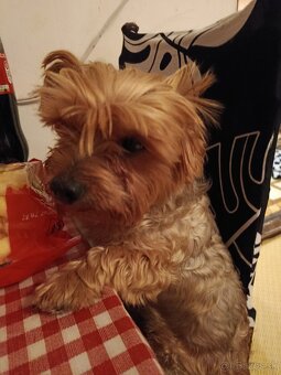 Predám krásnu sučku Yorkshire teriér - 4