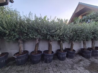 Predám olivovníky - 4