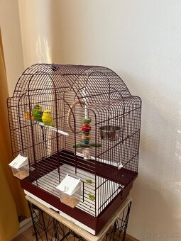 Na predaj 2 andulky aj s klietkou - 4