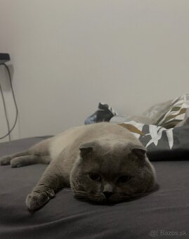 Colorpoint skotska klapoucha - 4