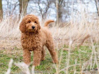 Goldendoodle - 4