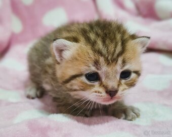 Scottish Fold / Straight mačiatká - 4