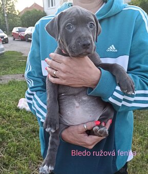 Predám šteniatka americkeho stafforda - 4