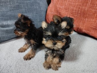 Yorkshire terrier, yorkshirsky terier, york - 4