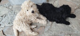 Puli na predaj/ Eladó puli kölykök - 4