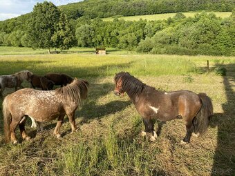 Shetland mini, minihorse a mini pony - 4