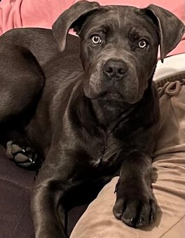 Predam cane corso - 4
