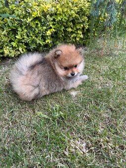 Špic Pomeranian psík - 4