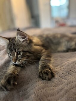 Maine Coon mačiatko - 4