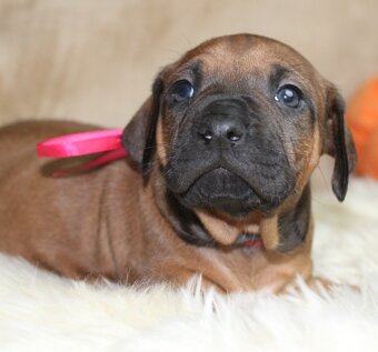Rodézsky ridgeback - 4