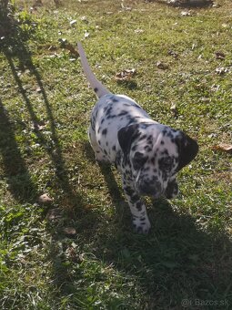 Dalmatinci šteniatka - 4