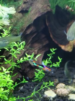 Endlerky Poecilia wingei - 4