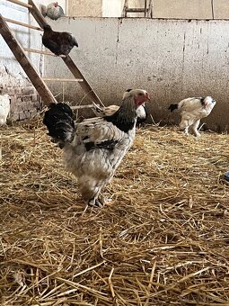 Predám kohútikov - 4