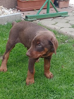 Predám šteniatka Dobermana - 4